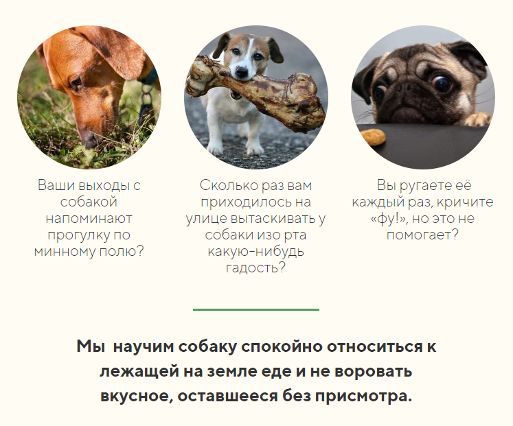 Как отучить собаку подбирать на улице. Отучить собаку подбирать на улице. Как отучить щенка подбирать на улице. Как отучить собаку подбирать еду на улице.