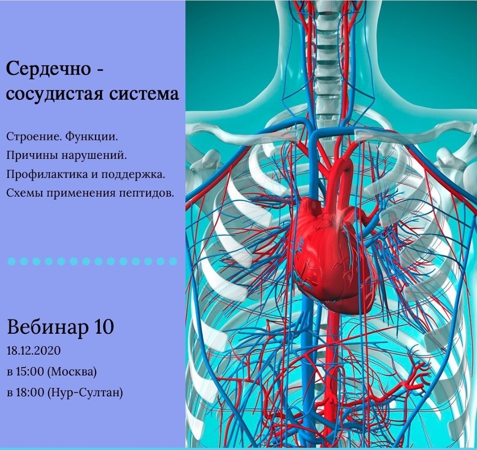 Общий план строения сердечно сосудистой системы