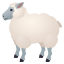 Ewe :sheep: 🐑