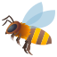Honeybee :bee: 🐝