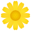 Blossom :blossom: 🌼